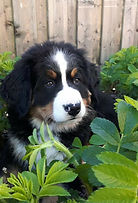 IMG-20200329-WA0002%5B1%5D_edited.jpg