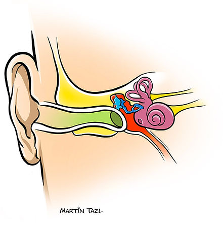 Illustration of the human hearing system by Martin Tazl