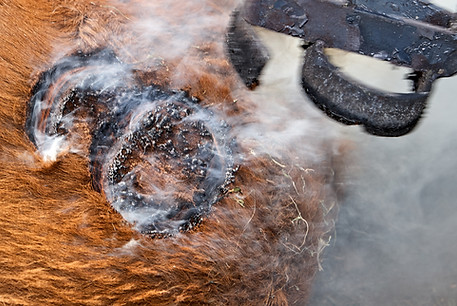 A cow is branded with a branding iron