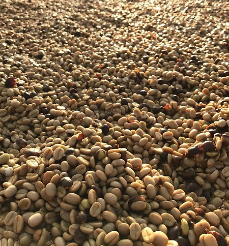 Hastenreiter Cafés - Fermentação 2018.jpg