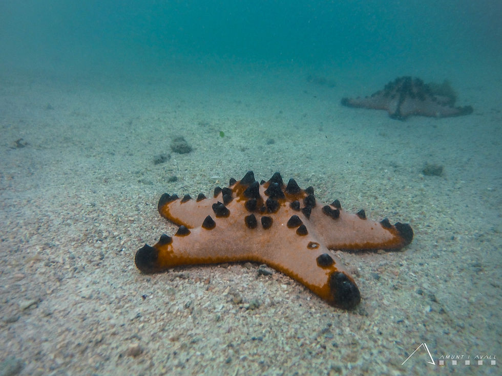 Starfish Island