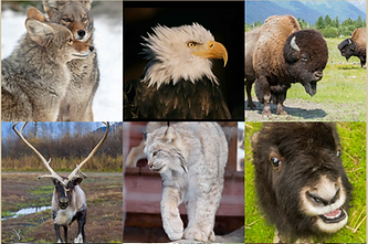 animals.png