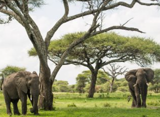 Tarangire Sopa Lodge-elephants.png