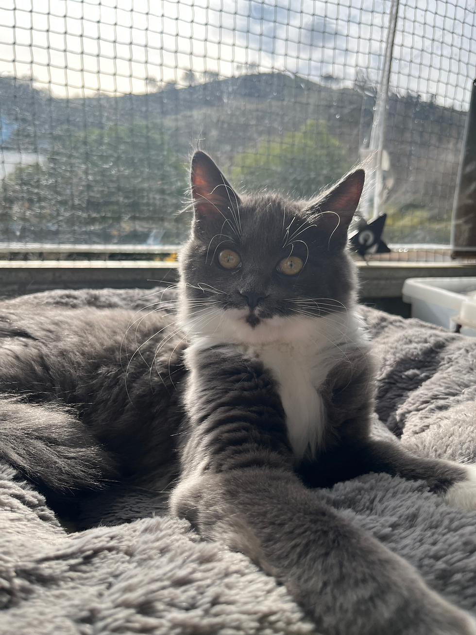 ragdoll kitten for sale sydney