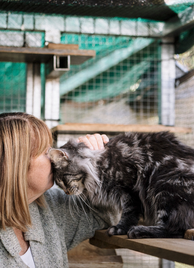 maine coon cats and kittens for sale sydney