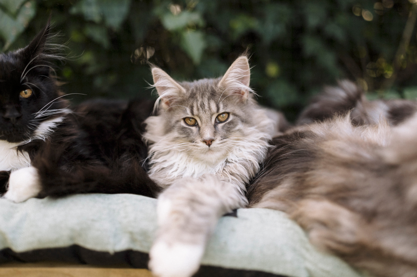 best maine coon breeders sydney kittens cats