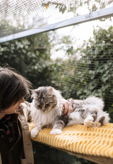 best maine coon breeders sydney kittens cats