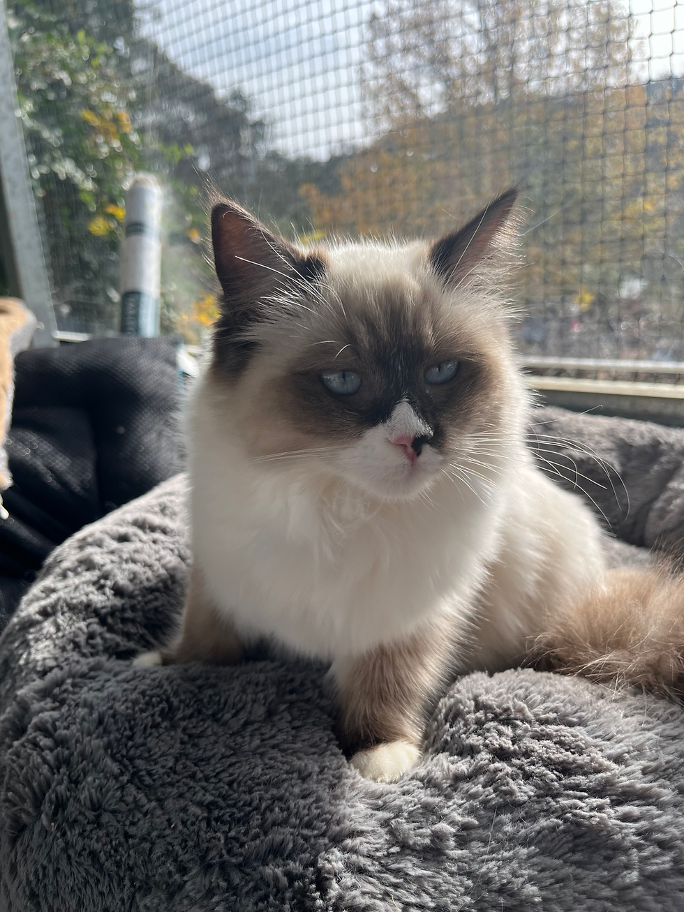 pure ragdoll cat for sale sydney