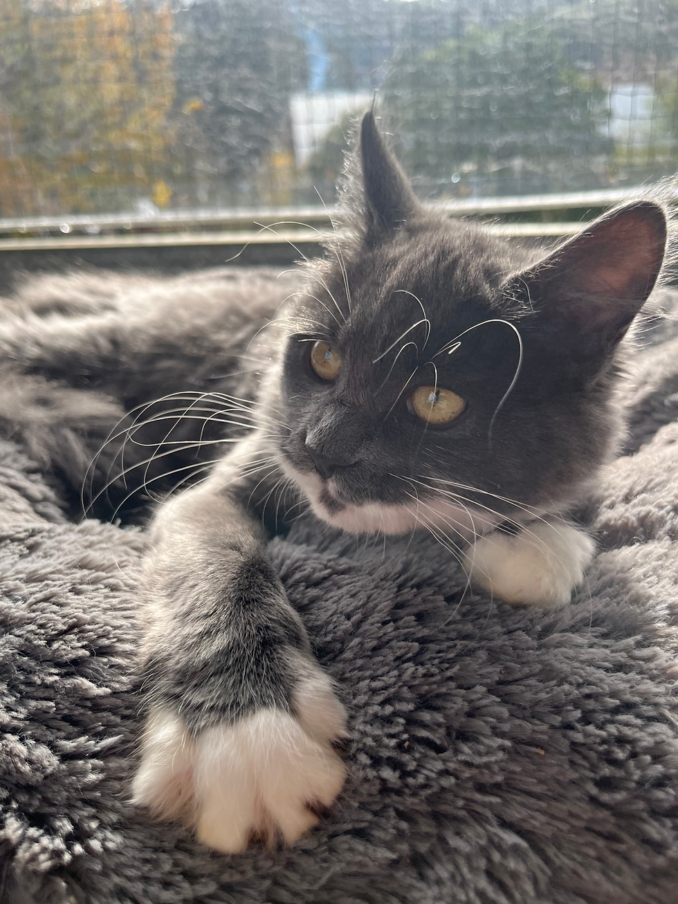 ragdoll kitten for sale sydney