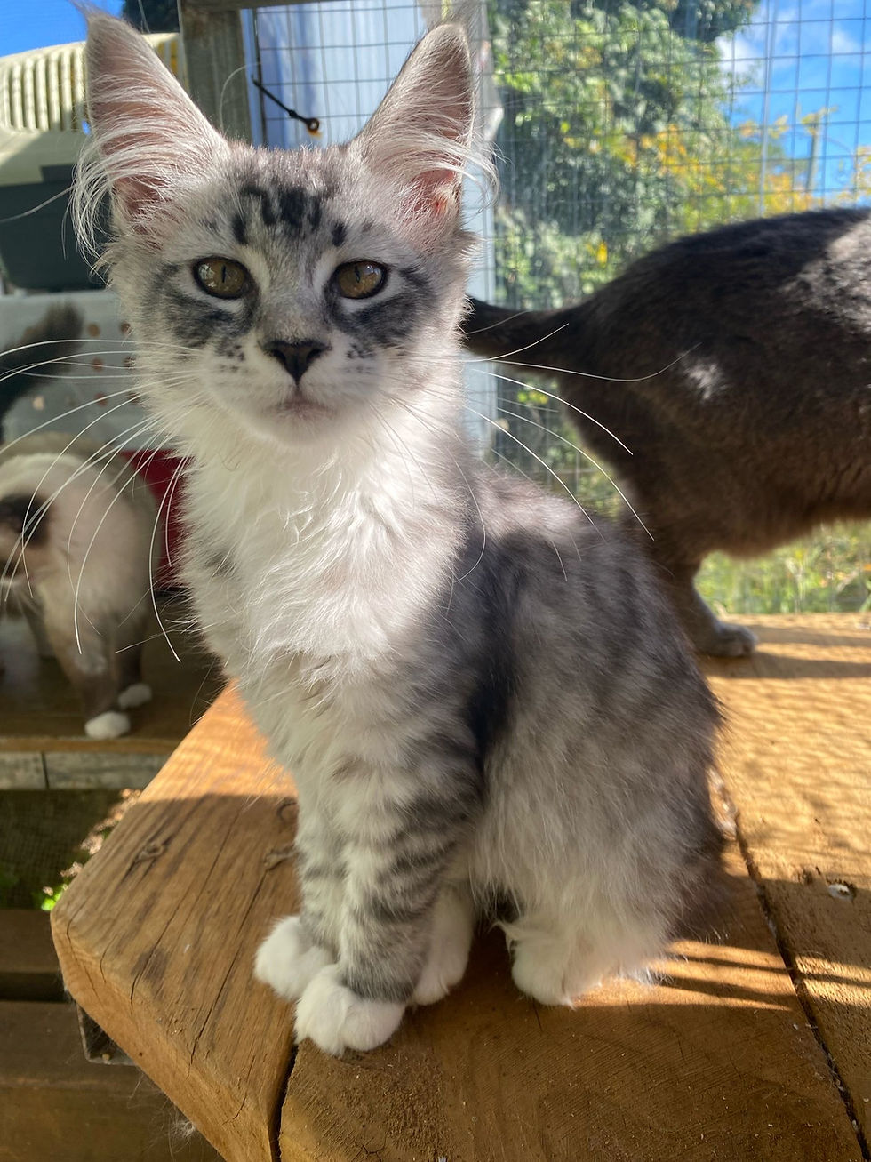 White and Grey Female Maine Coon Kitten