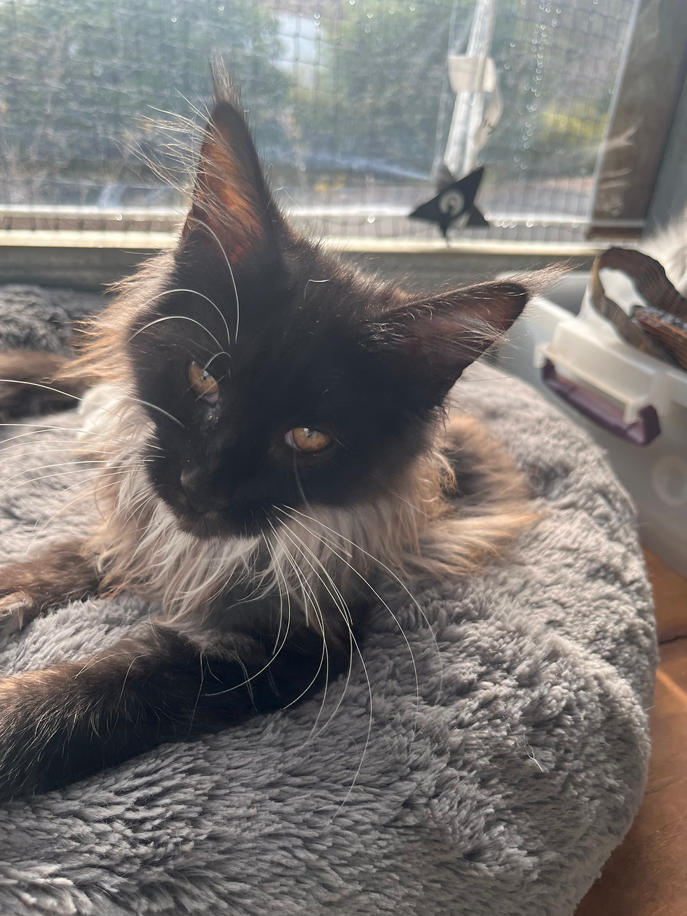 black white and brown maine coon kitten for sale