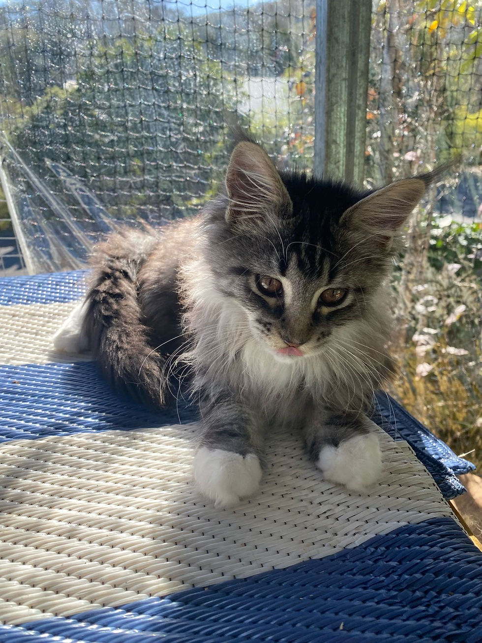 Tabby Female Maine Coon Kitten