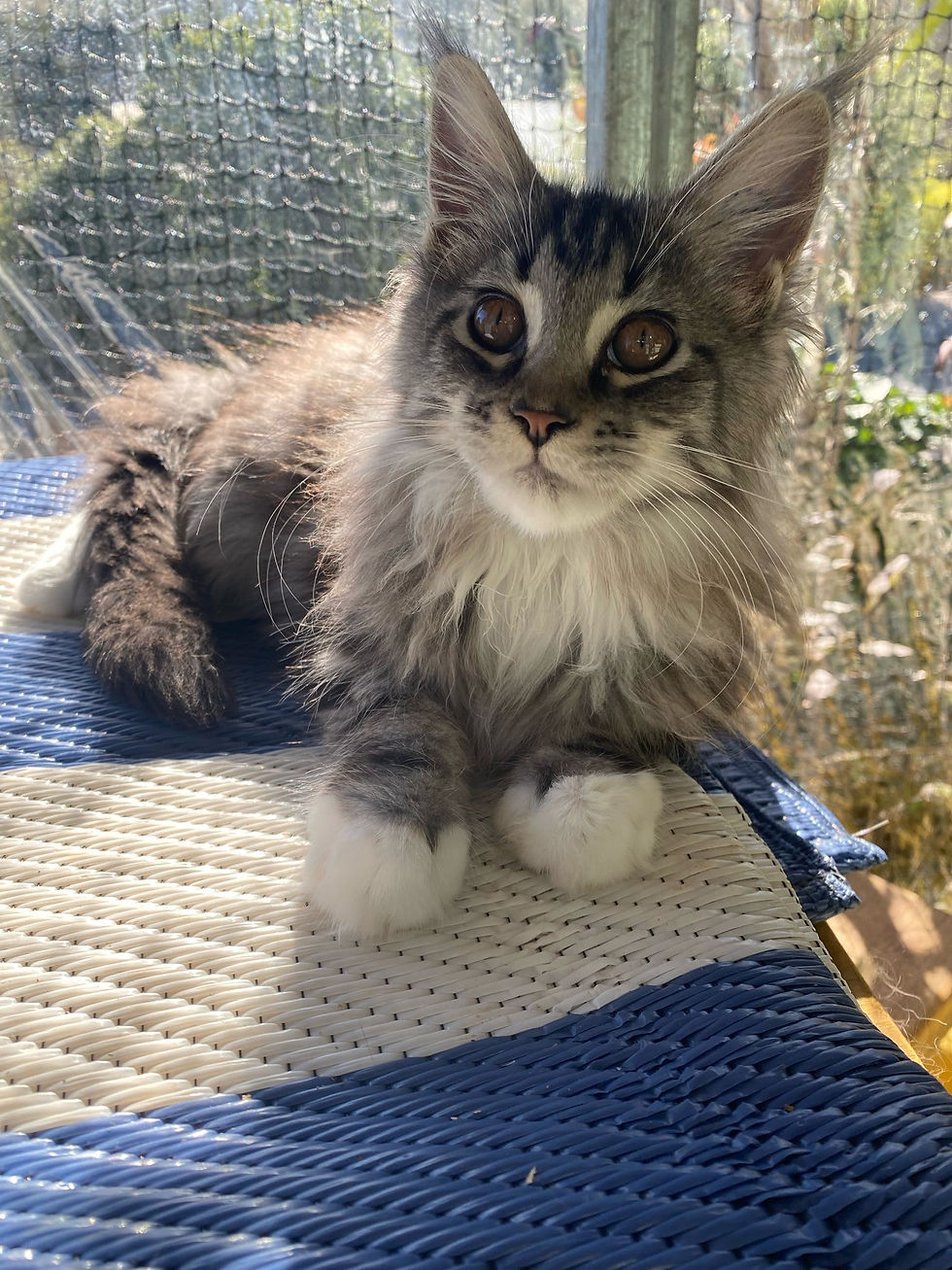 Tabby Female Maine Coon Kitten