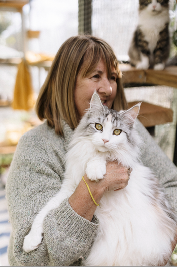 maine coon cats and kittens for sale sydney