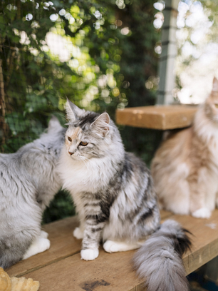 maine coon cats and kittens for sale sydney