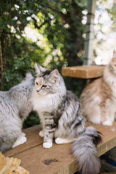best maine coon breeders sydney kittens cats