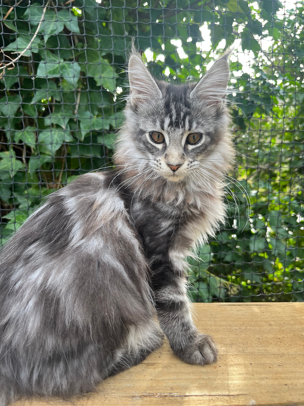 Smokey White & Grey Female Maine Coon Kitten