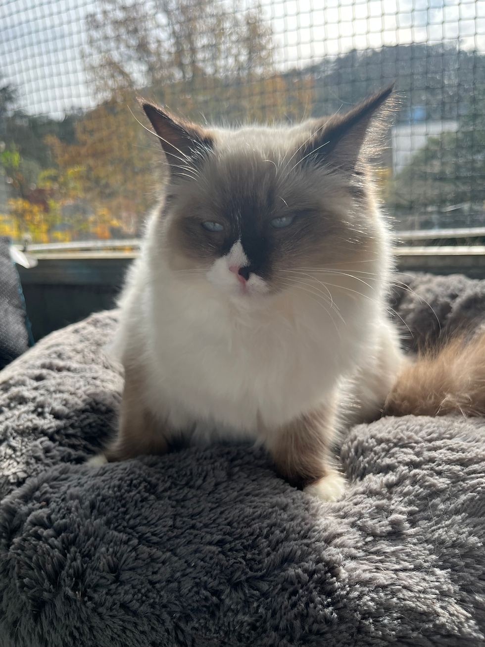 pure ragdoll cat for sale sydney