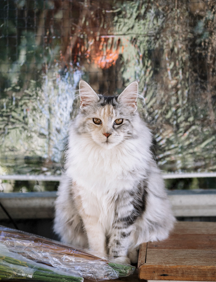 best maine coon breeders sydney kittens cats