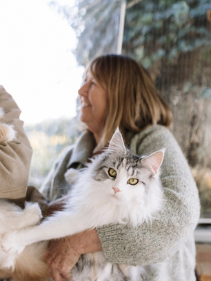 maine coon cats and kittens for sale sydney