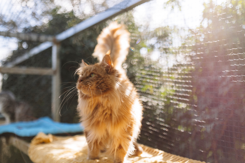 best maine coon breeders sydney kittens cats