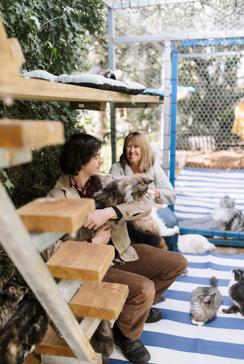 maine coon cats and kittens for sale sydney