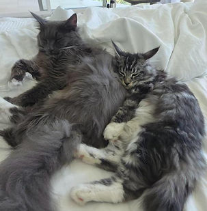 maine coon and ragdoll kittens pure bred sydney for sale