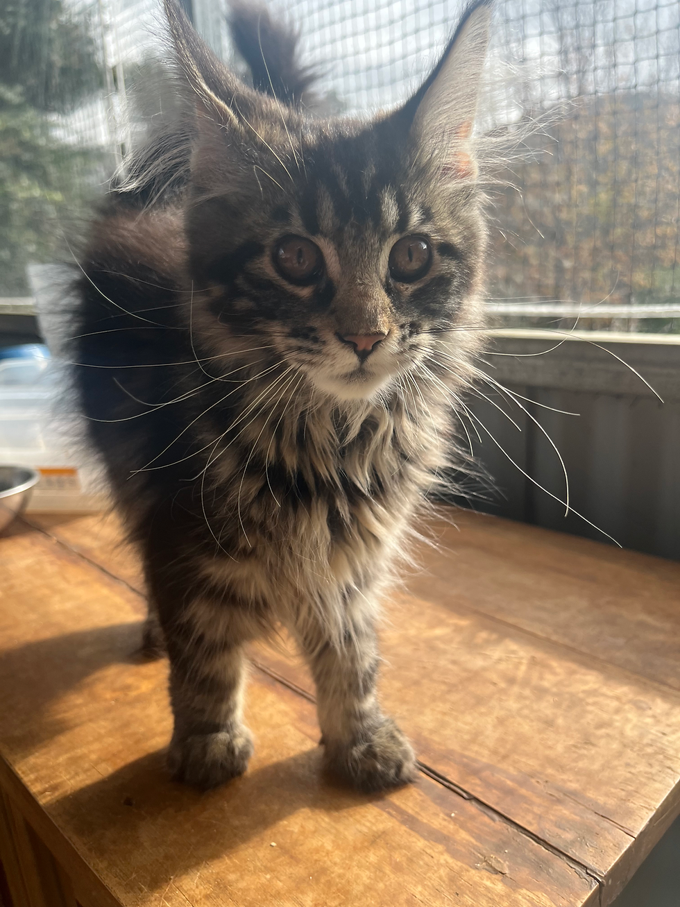 tabby maine coon kitten for sale
