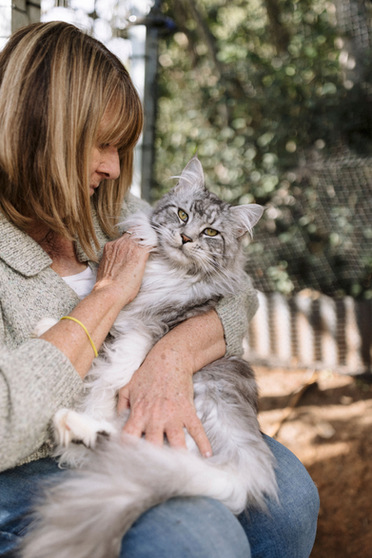 best maine coon breeders sydney kittens cats