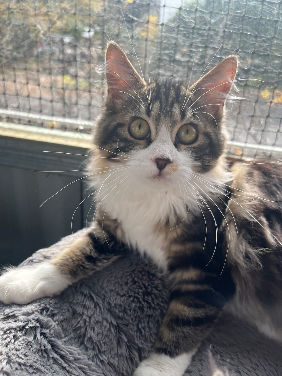 Ragdoll kitten for sale sydney