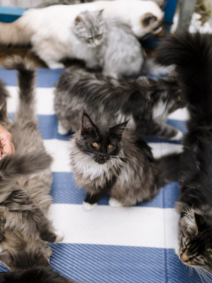 maine coon cats and kittens for sale sydney