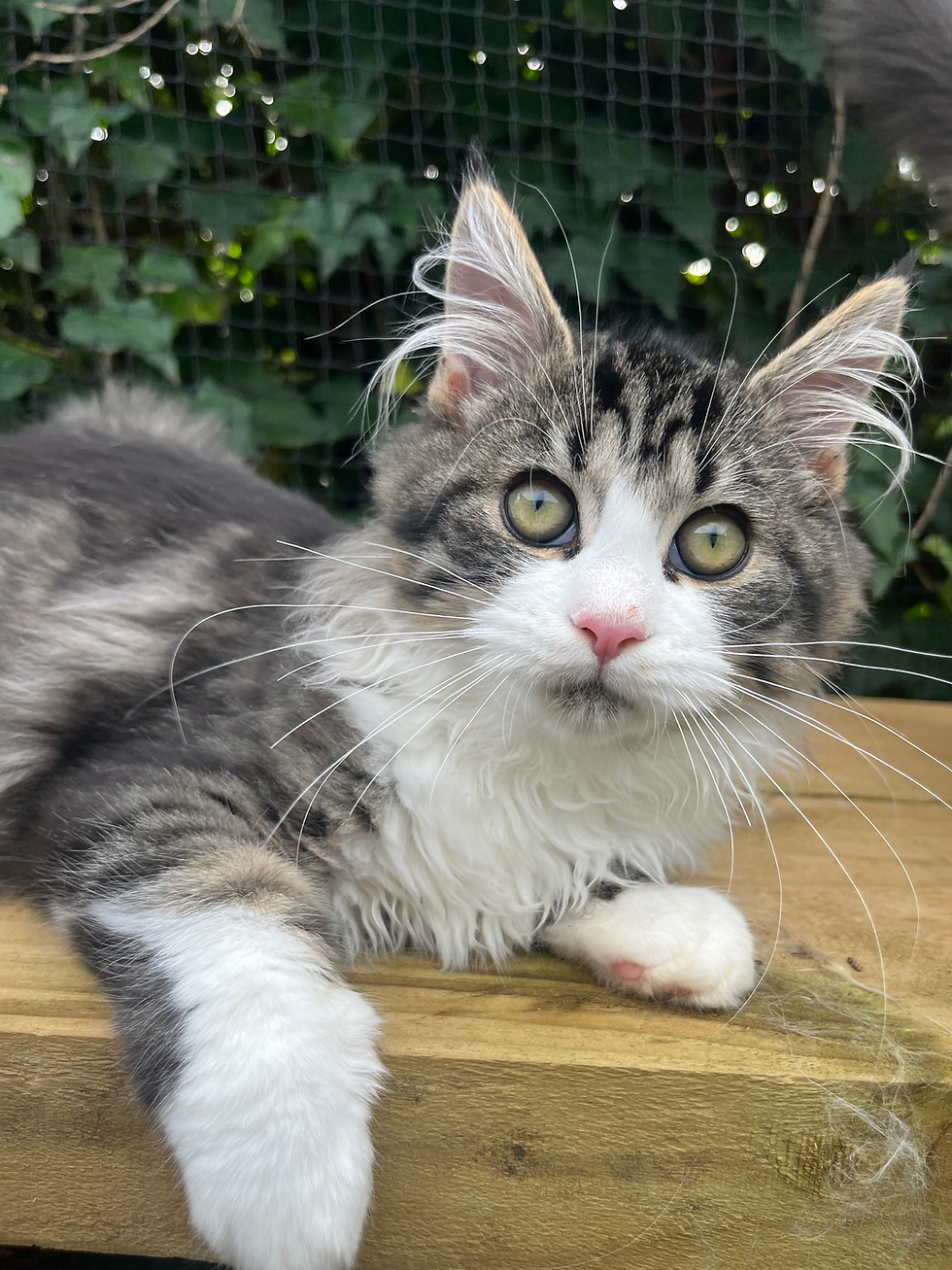 Ragdoll kitten for sale sydney