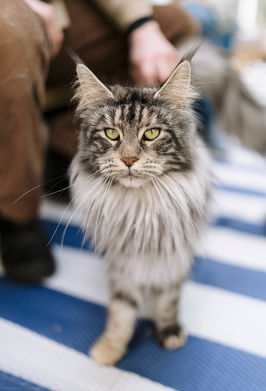 best maine coon breeders sydney kittens cats
