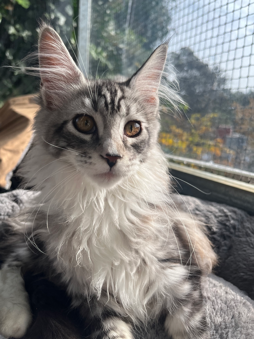 smokey white and grey maine coon kitten for sale