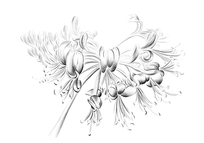 chevrefeuille