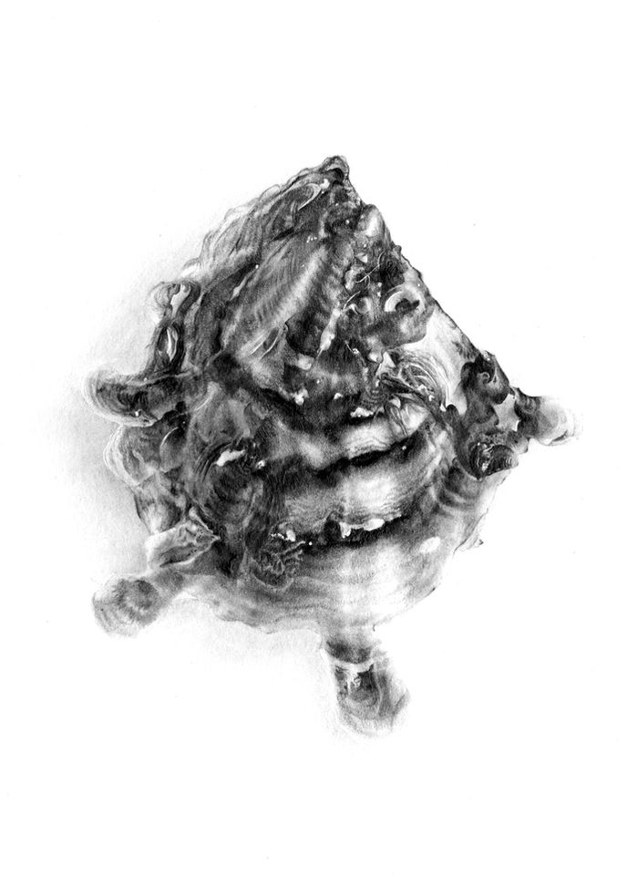 Pinctada margaritifera, Dessin botanique au crayon graphite. 