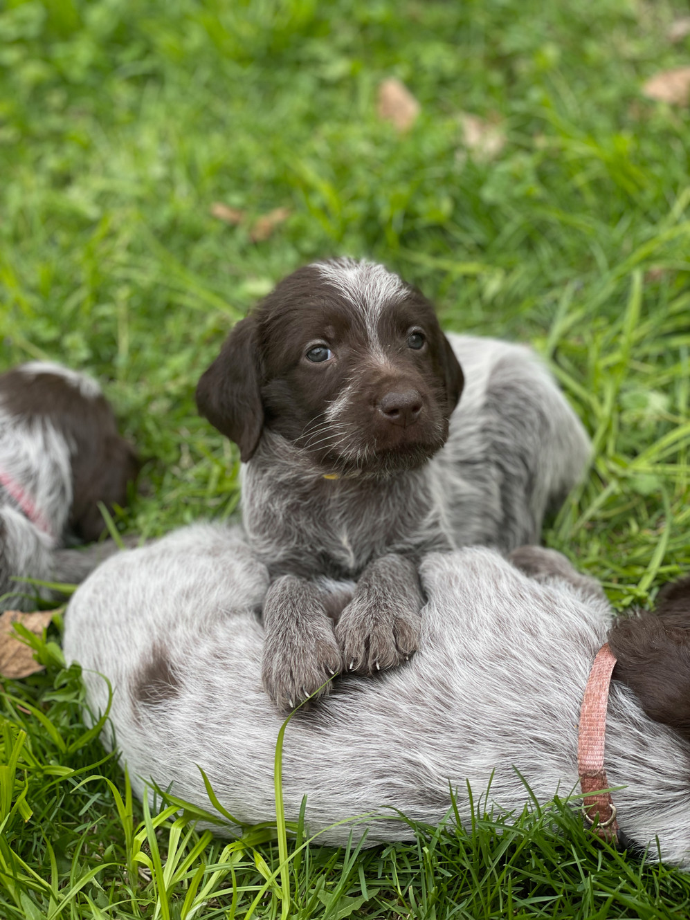 Wirehaired pointing griffon mn shop