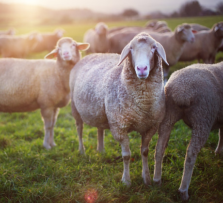 Sheep