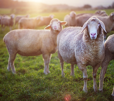 Sheep