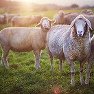 Sheep and lamb
