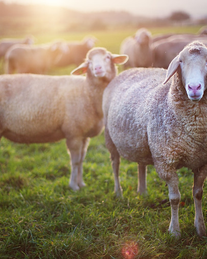 Sheep