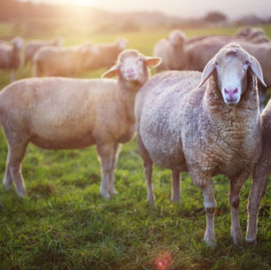 Trách Nhiệm Chăn Bầy