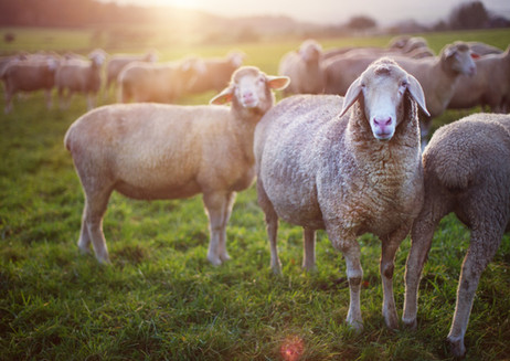 Sheep