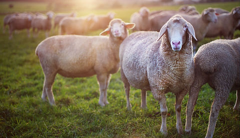 Sheep