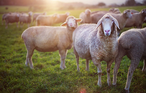 Sheep