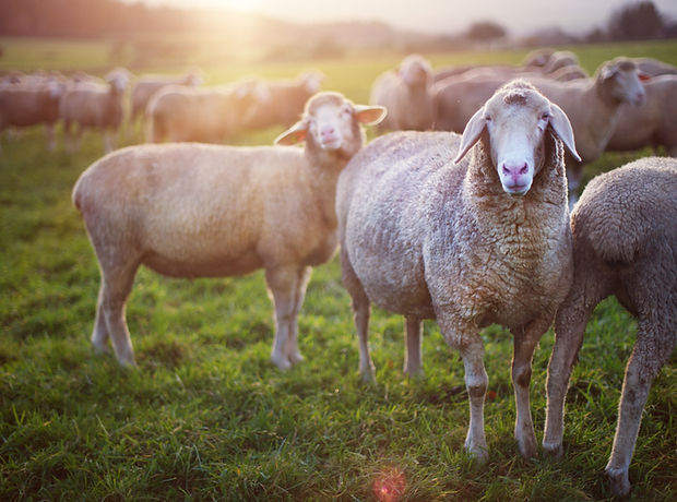Sheep
