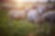 Sheep In Field