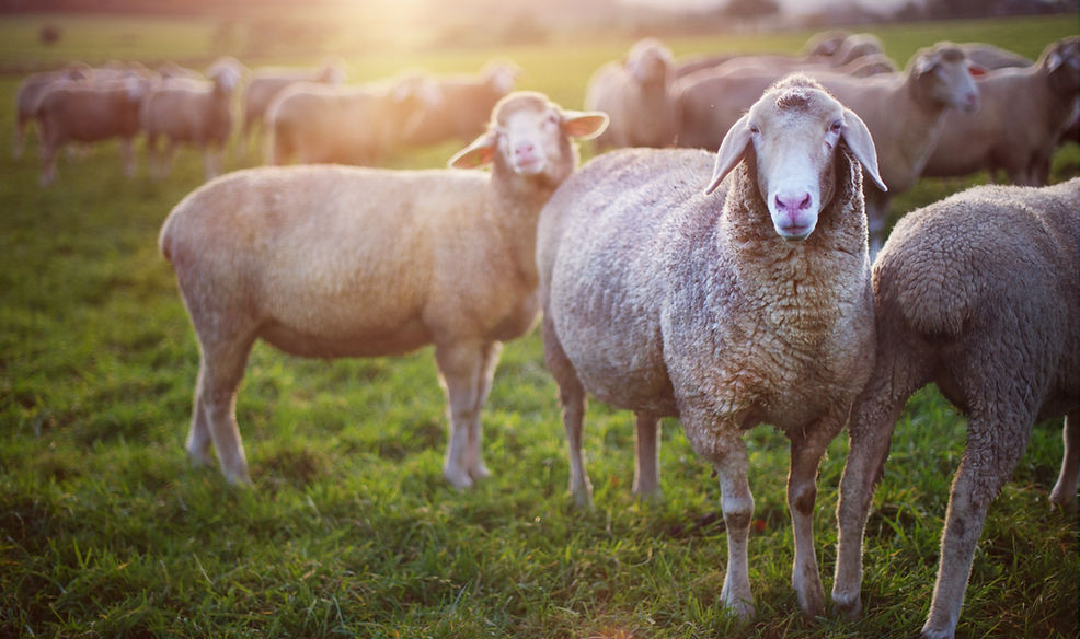 Sheep