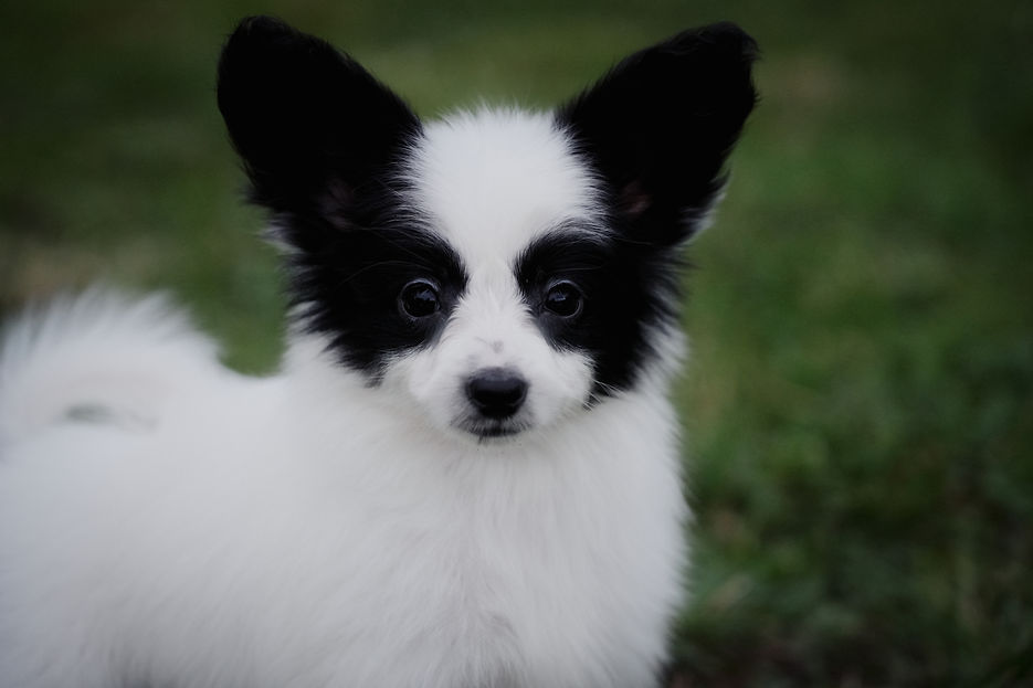 Inkblot 2026 puppy