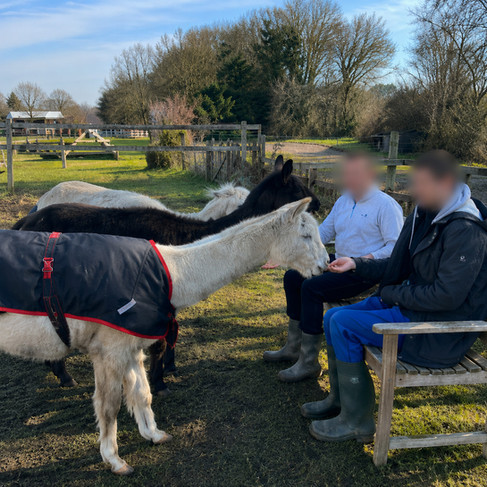 Two men sitting on a bench talking to three alpacas
